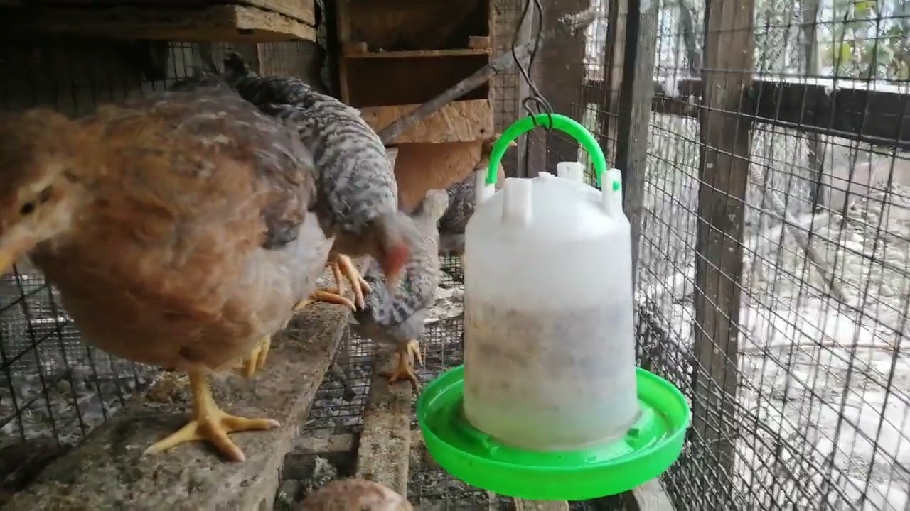 Билефельдер/Bielefelder kennhuhn  цыплята.