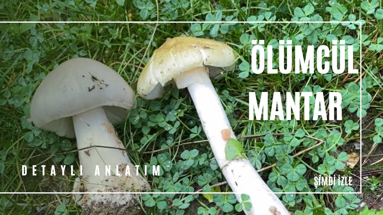 Mantar Avında En Zehirli Mantara Denk Geldim / Köygöçüren Mantarı