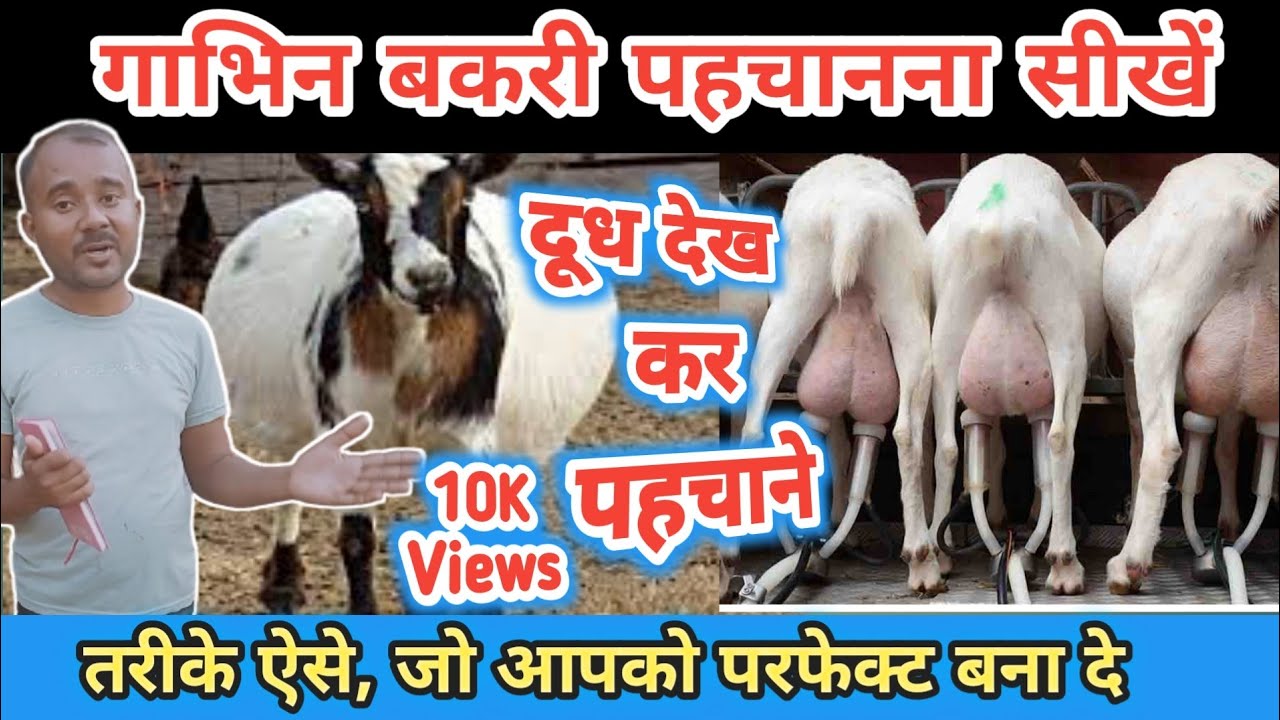 Dhudh Ka Rang Dekh Kar Gabhin Bakri Pahchane|Difference between pregnant and nonpregnant goat milk|