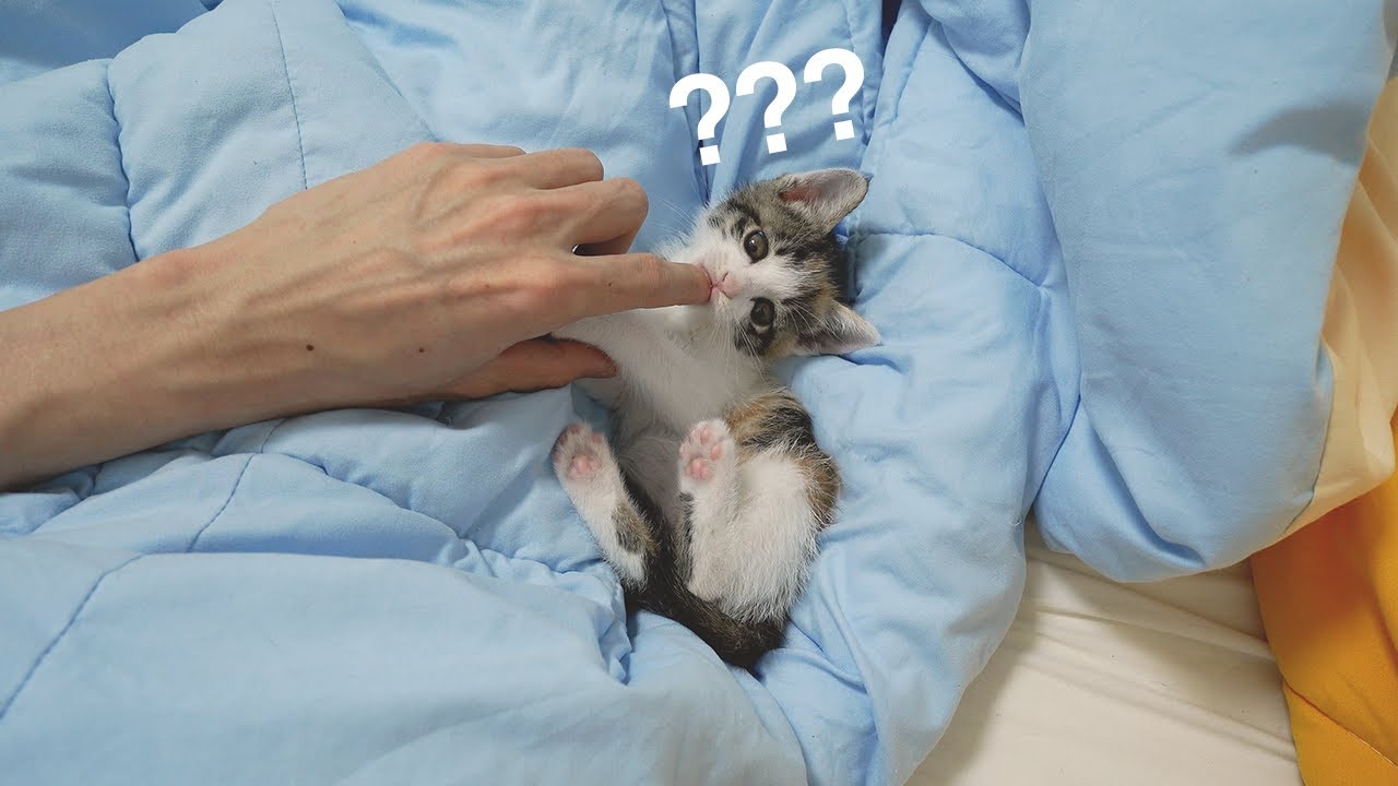 The Kitten Loved the Owner So Much But um..