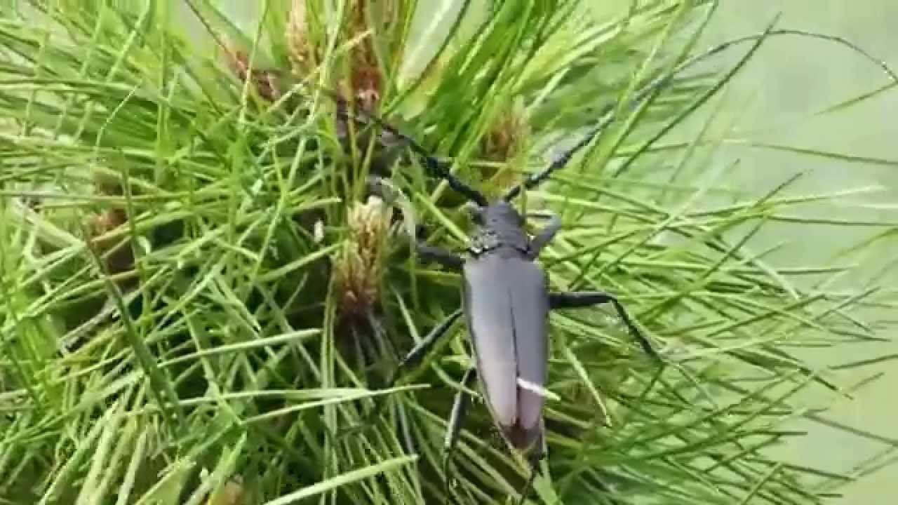 Grosser Eichenbock