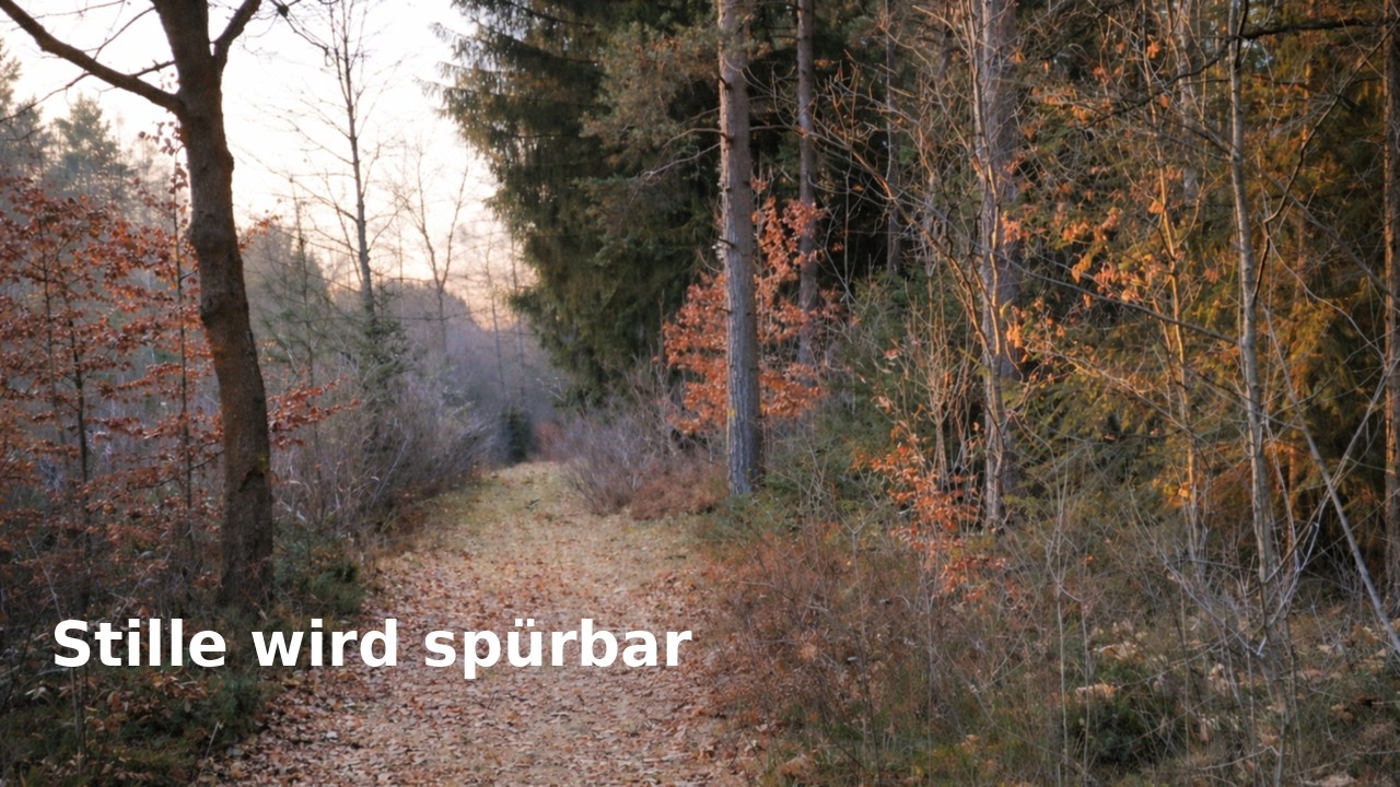 Der perfekte Moment zum Innehalten | ein ruhiger Waldweg