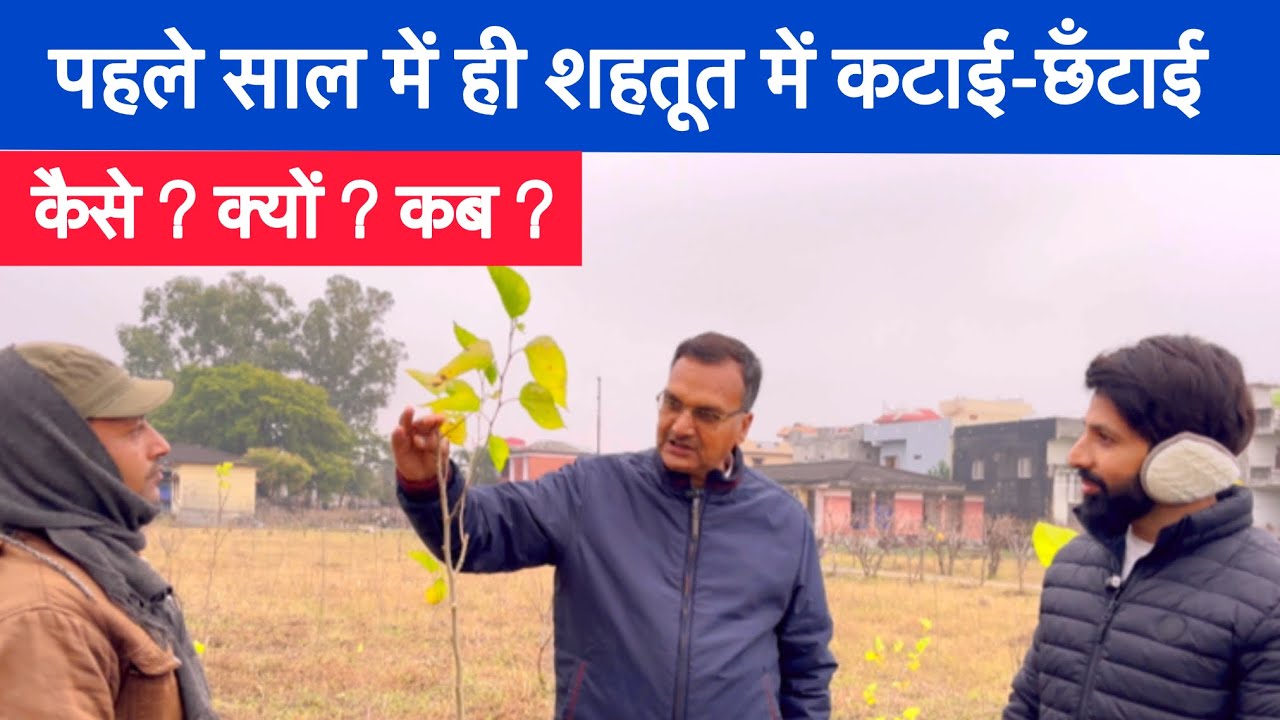 Trimming Pruning of Mulberry Tree in First Year of Plantation | In Winters | How | Why | When