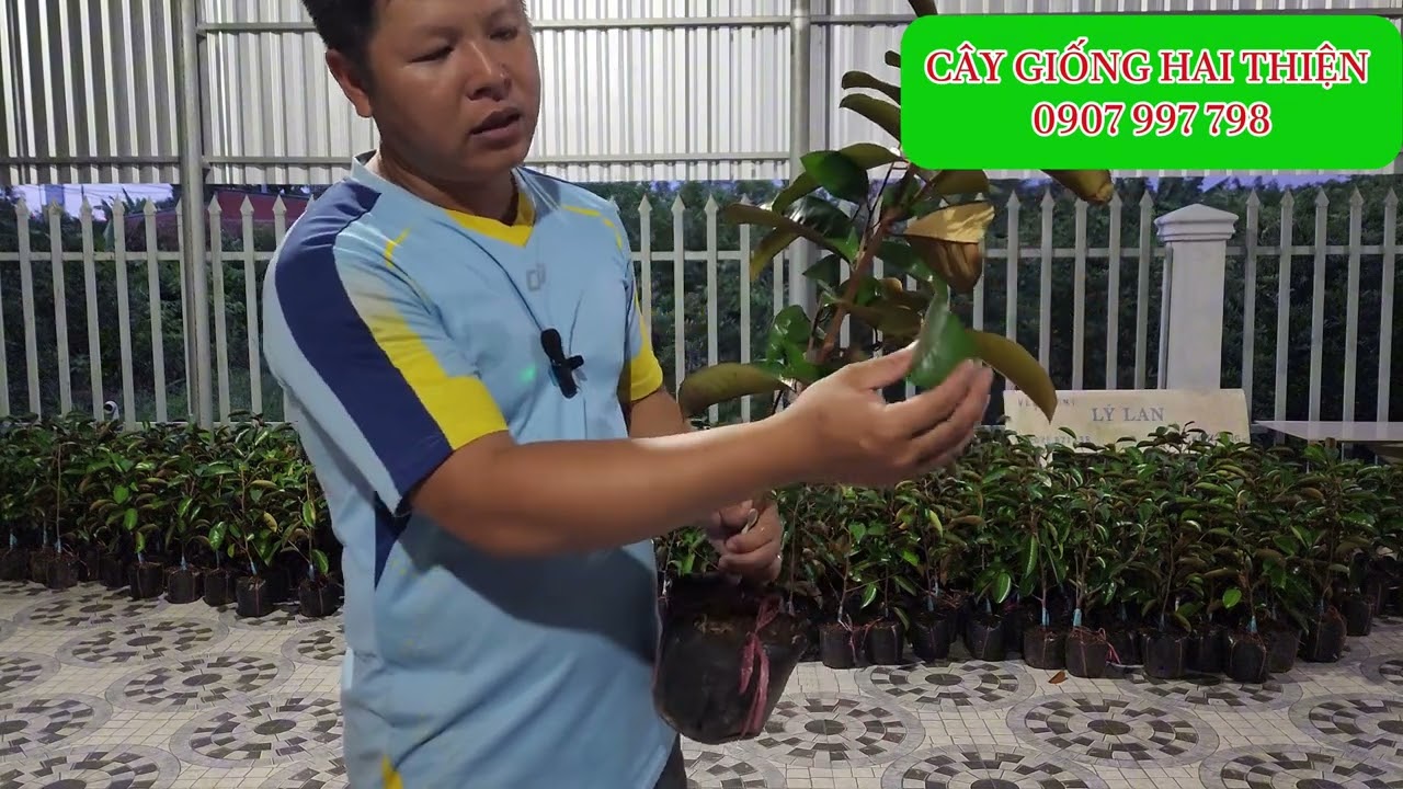 Giải đáp nhầm lẫn vú sữa mica và vú sữa tứ quý. Vú sữa mica giống 0907997798 #caygiong #vusuamica