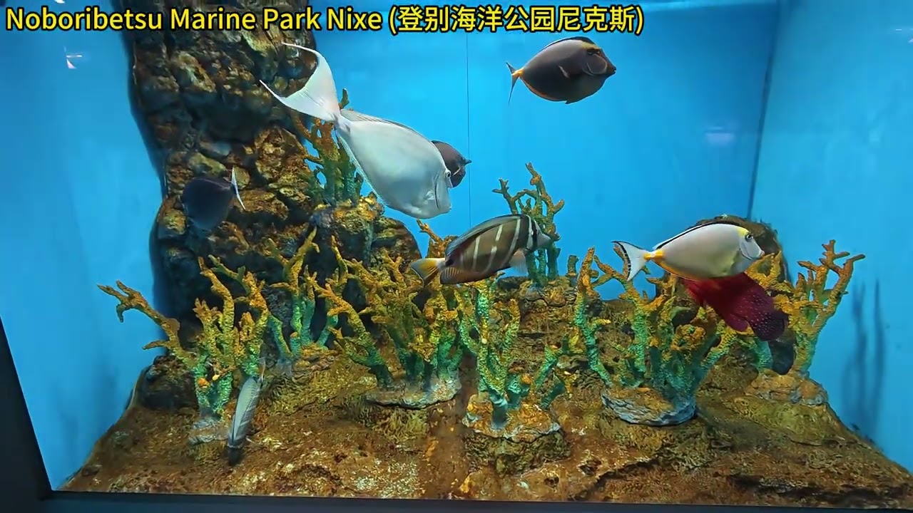 【20260118 Part4】北海道 #登别 #Noboribetsu Marine Park Nixe (登别海洋公园尼克斯) #Aqua Tunnel