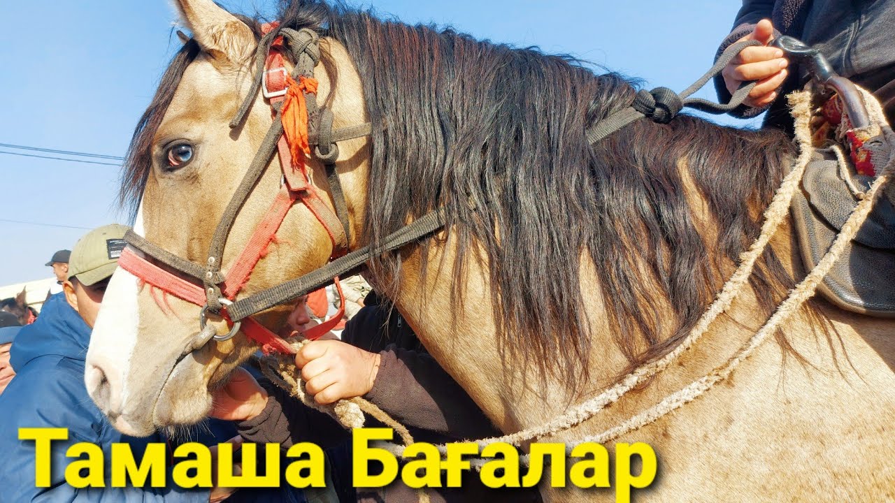 Мал Базар Қарабұлақ Тамаша бағалар 🔥🔥