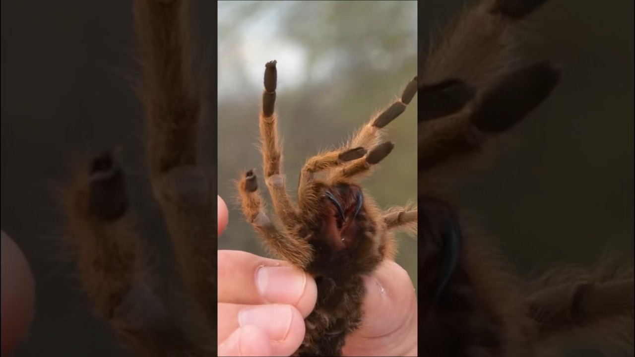 Morso di tarantola 🕷️ #shorts #morso