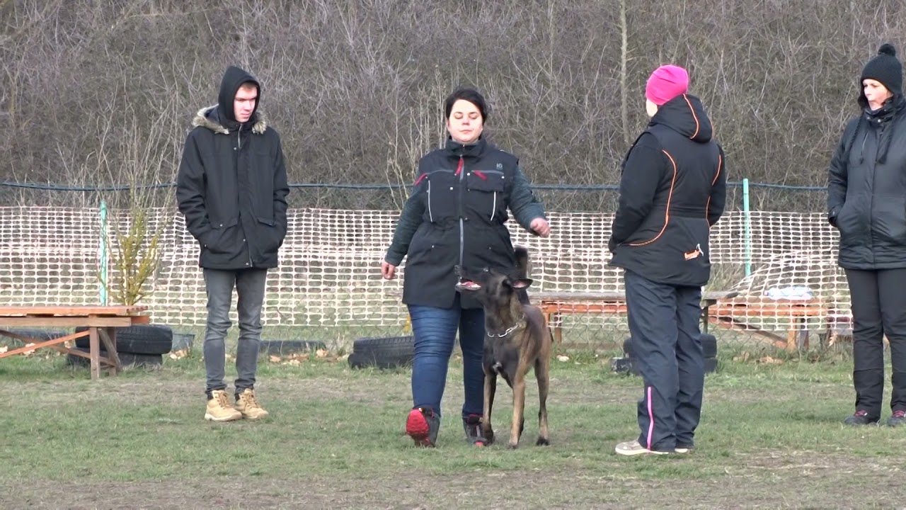 Julius Canis Cral IGP 1 obedience