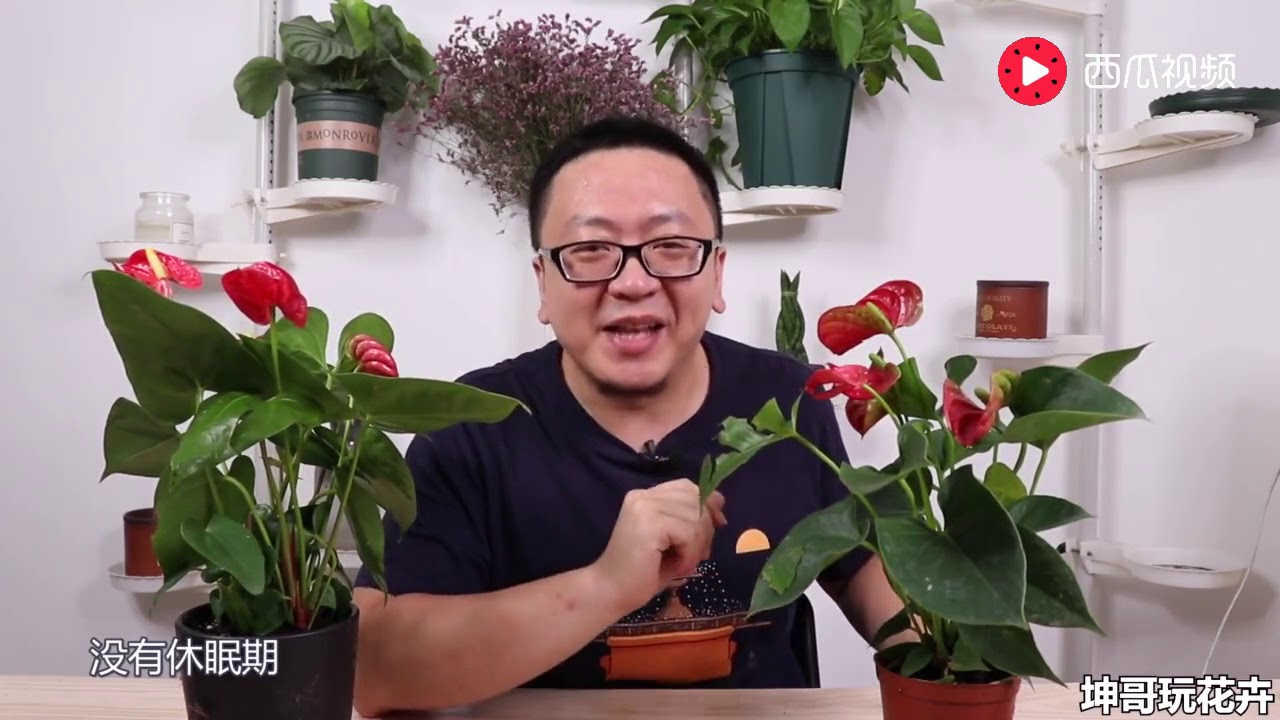 原本艷紅的紅掌，咋越養越綠呢 【坤哥玩花卉】