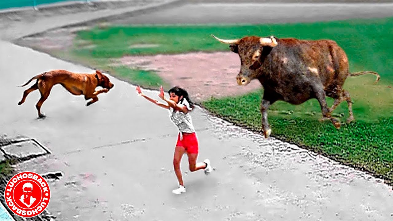 1 HORA CON ANIMALES INCREIBLES CAPTADOS POR LAS CAMARAS