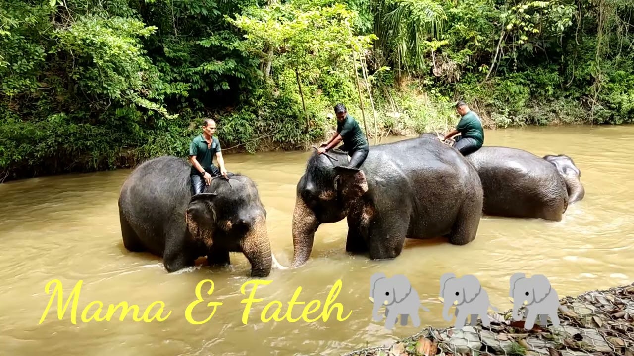 Elephant Sanctuary Kuala Gandah Pahang