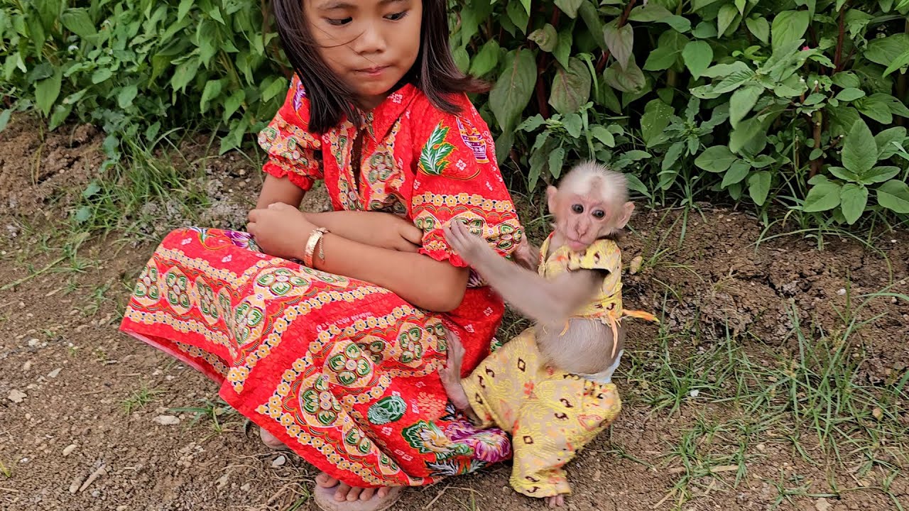 How Cute & Sweet! Monkey Jack Request Sister Take Care Full Day While Outdoor Relaxed