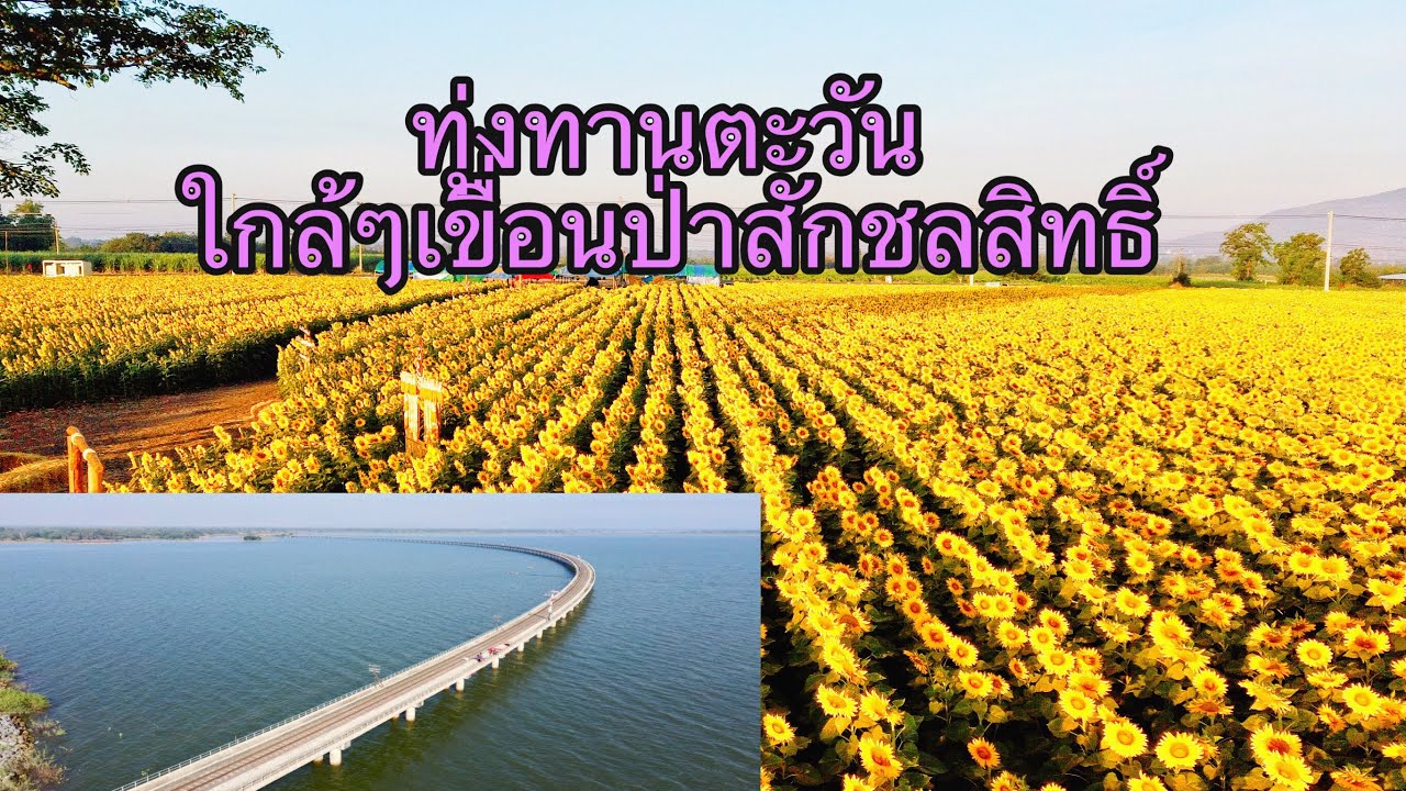 ทุ่งทานตะวันลพบุรี ใกล้เขื่อนป่าสักชลสิทธิ์ Sunflower field II ไร่คุณลำยอง II chai6699