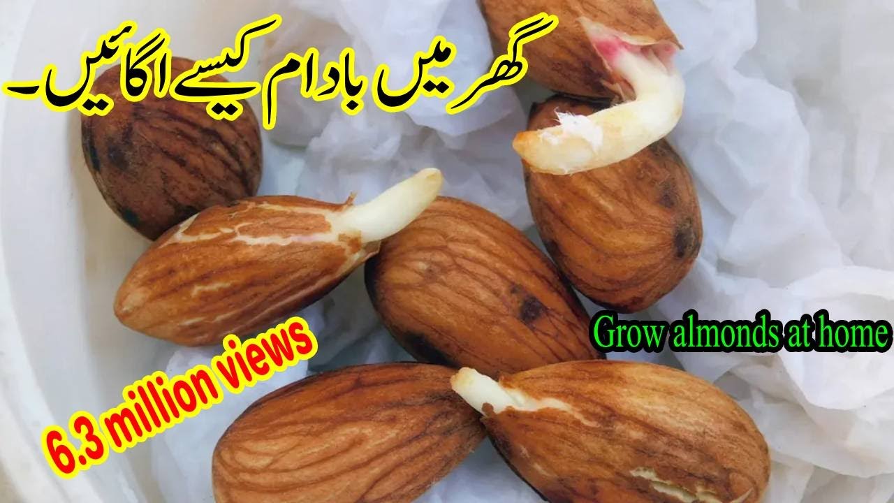 Grow Almonds from SEEDS in Just a Few Weeks! 6.3 million views