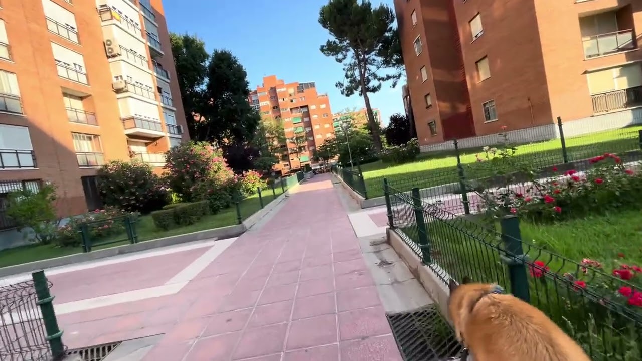 Duque 40 meses 【Espana 】376