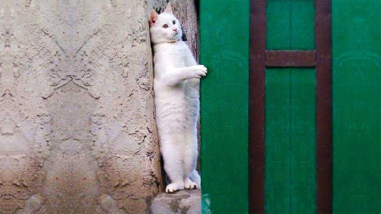 おかしい猫 - かわいい猫 - おもしろ猫動画 HD #175