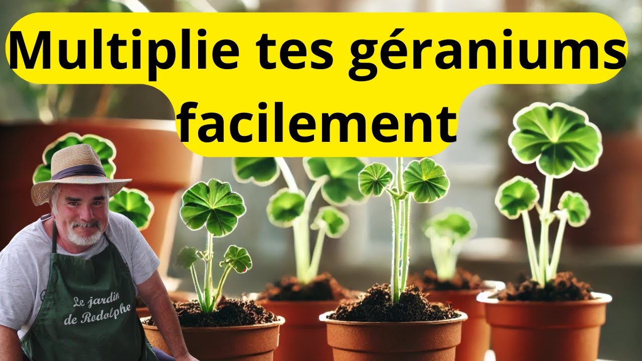 Comment réussir le bouturage des géraniums en automne ?