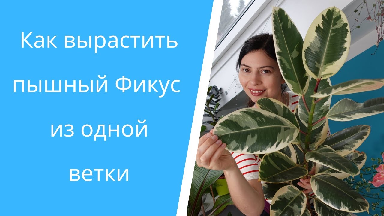 Фикус каучуконосный размножение с результатом!🌱 Сорта: Тинеке, Абиджан, Белиз