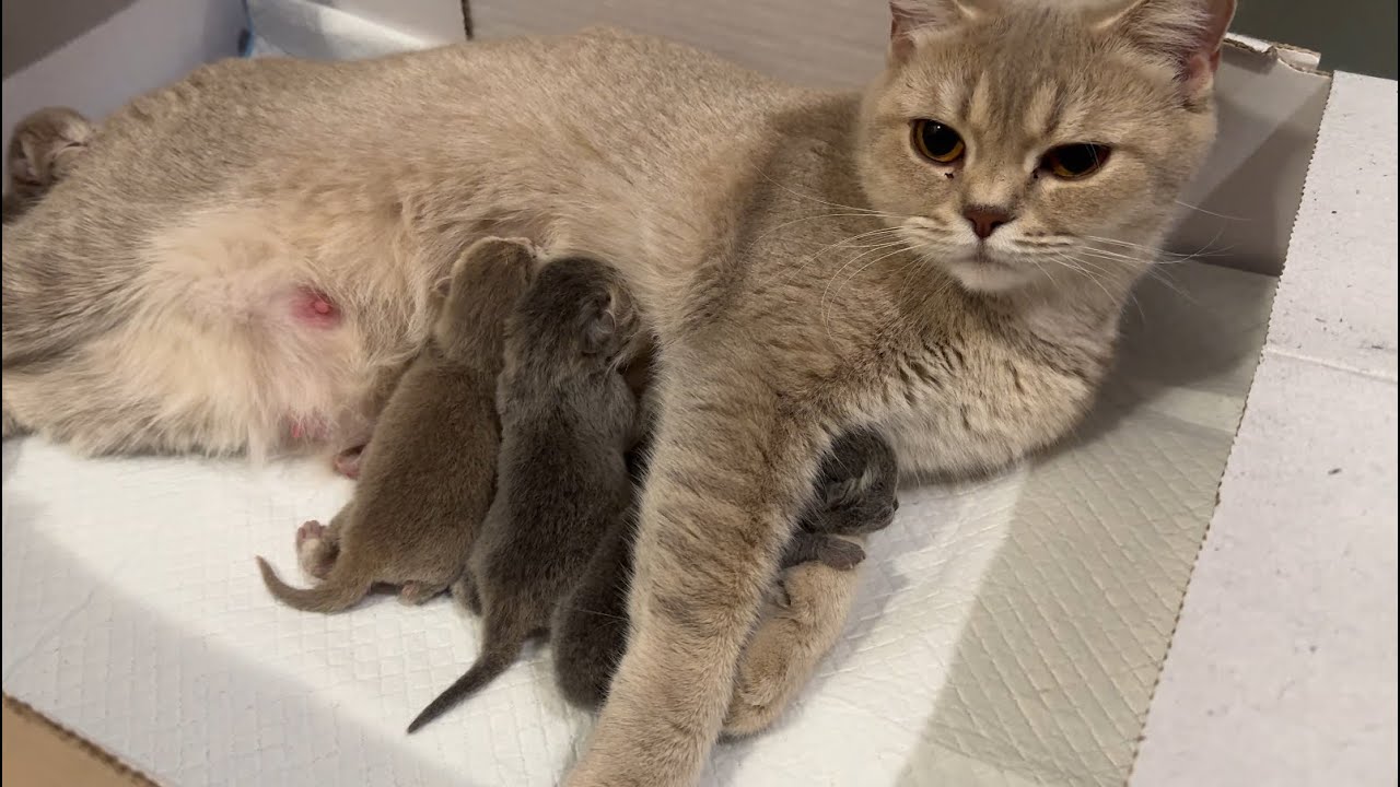 Cat giving birth to 4 kittens