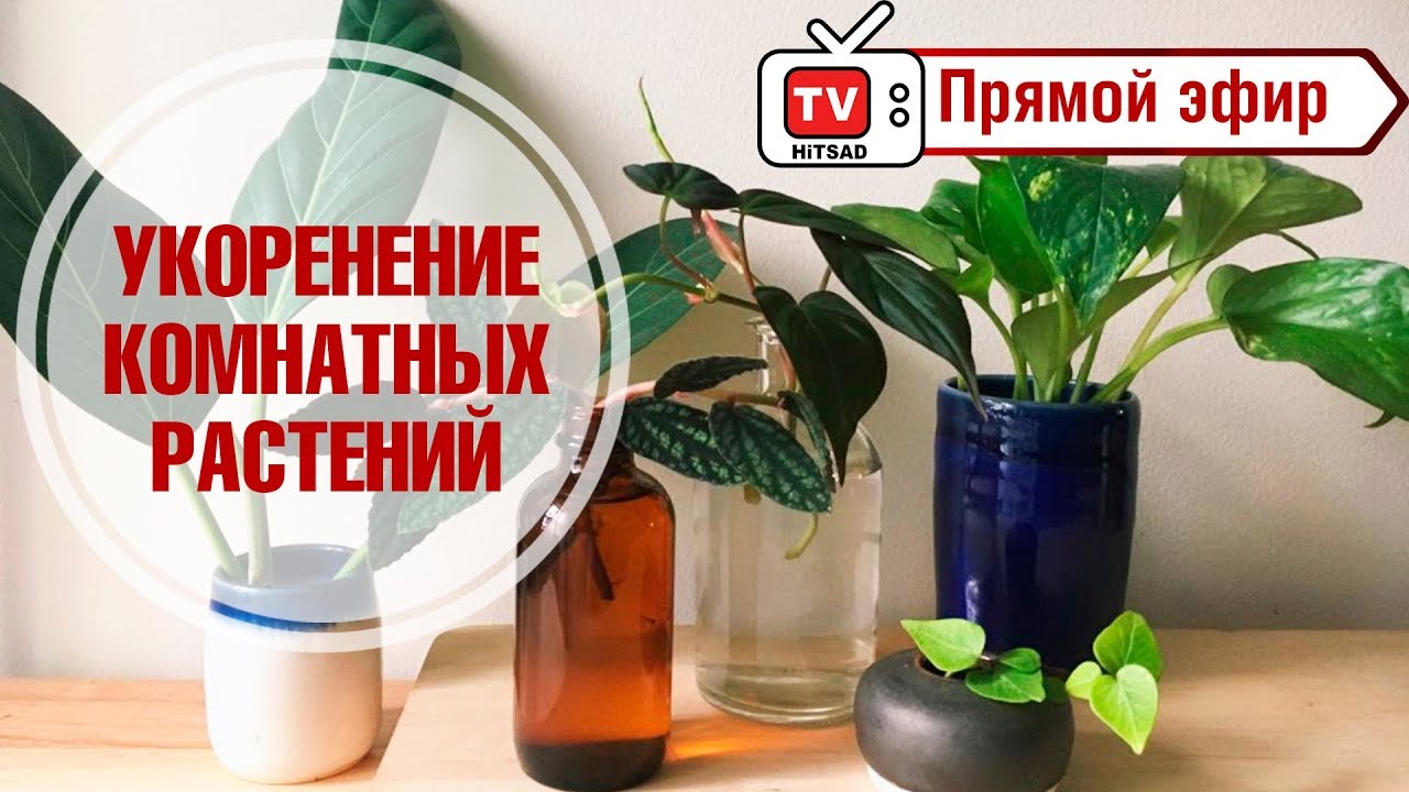Домашнее цветоводство 🌺 Как правильно укоренять черенки комнатных растений? 🌺 Мастер класс