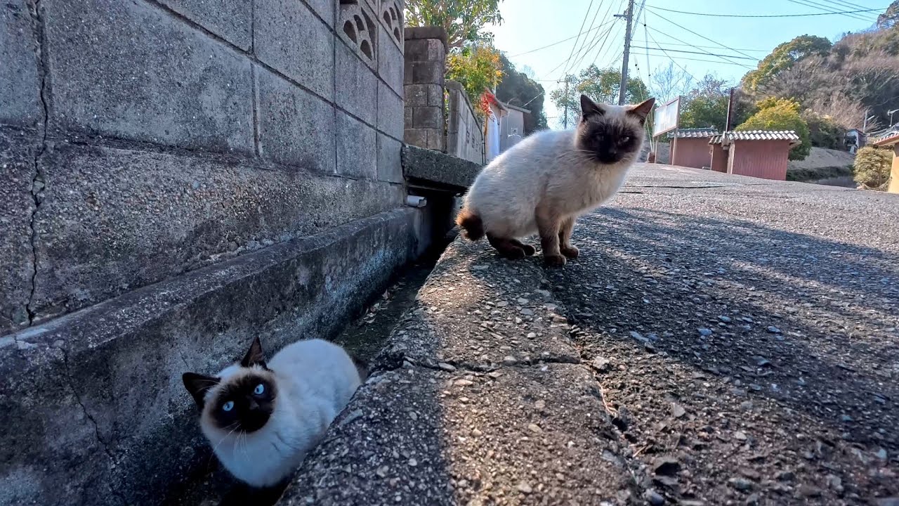 猫島の通りで出会った猫たち…気になるのに近づくと逃げる距離感が尊すぎた
