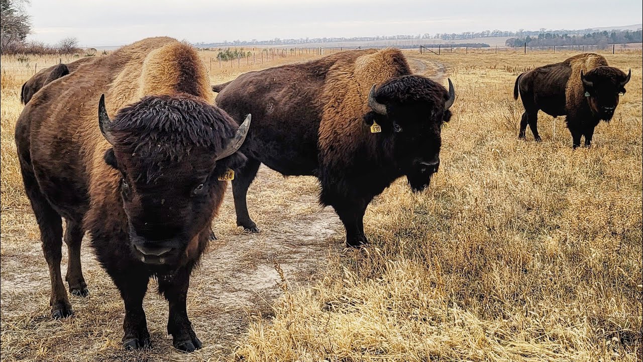 Buffalo Ranch