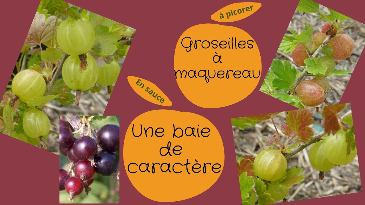 LA GROSEILLE A MAQUEREAU