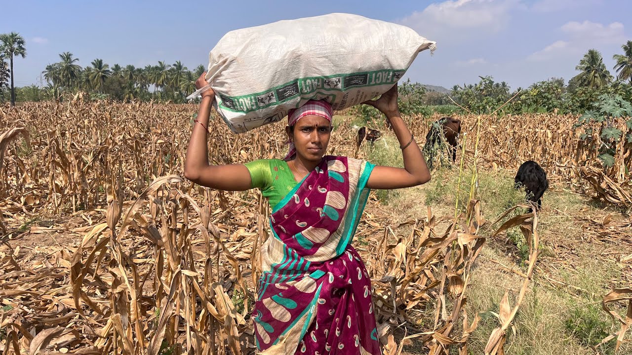 🌿 விவசாயம் காப்போம் #agriculture #vivasayamkappom #food #tamilfarmer #farmer #farming #villagelife 