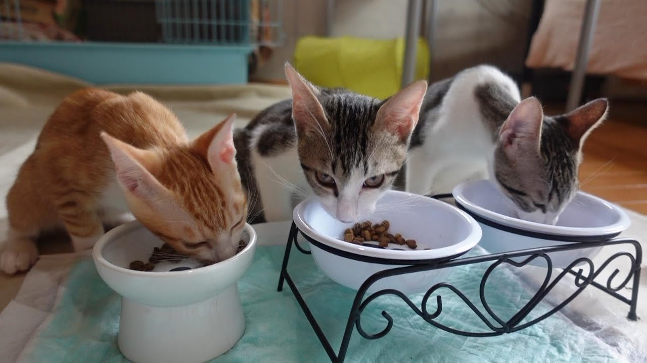 生後3カ月半の子猫たちの食欲と運動量がすごいことになってます…
