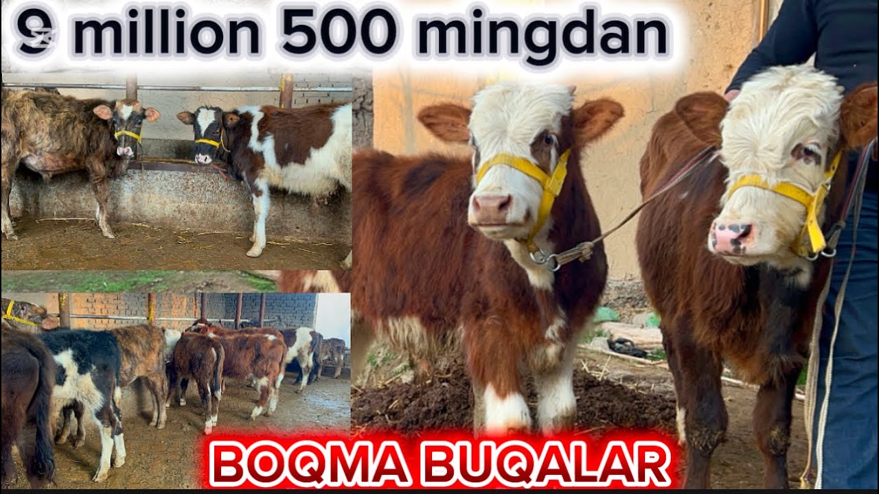 10 MILLIONNI PASTIGA BUQACHALAR SOTUVDA  BUGIN SIFATIGA TALASHAMIZ 2026.02.15