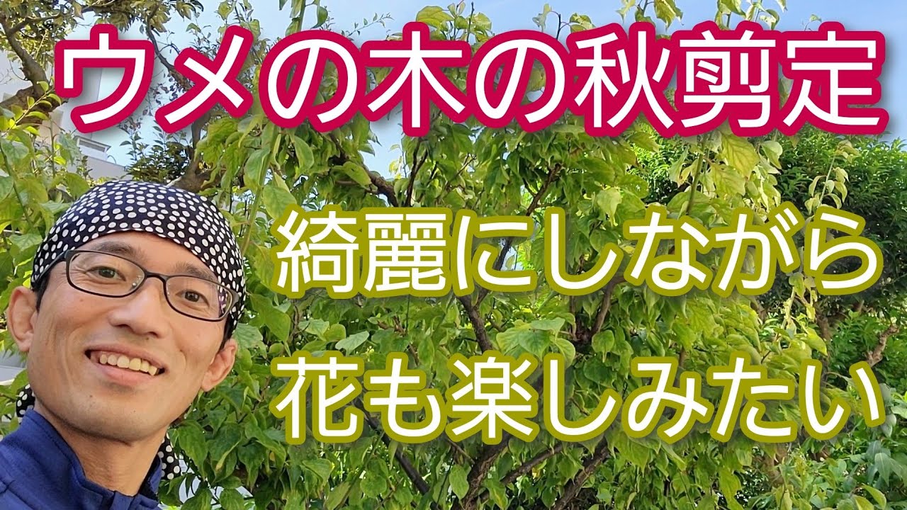 【梅(ウメ)の秋剪定】綺麗にしながら花芽も残す両立手入れ(2022年9月)🌳🌸