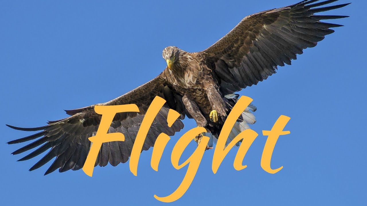 Awesome Moving and Uplifting Epic Music with Beautiful Soaring Images, Inspirational Flight Images