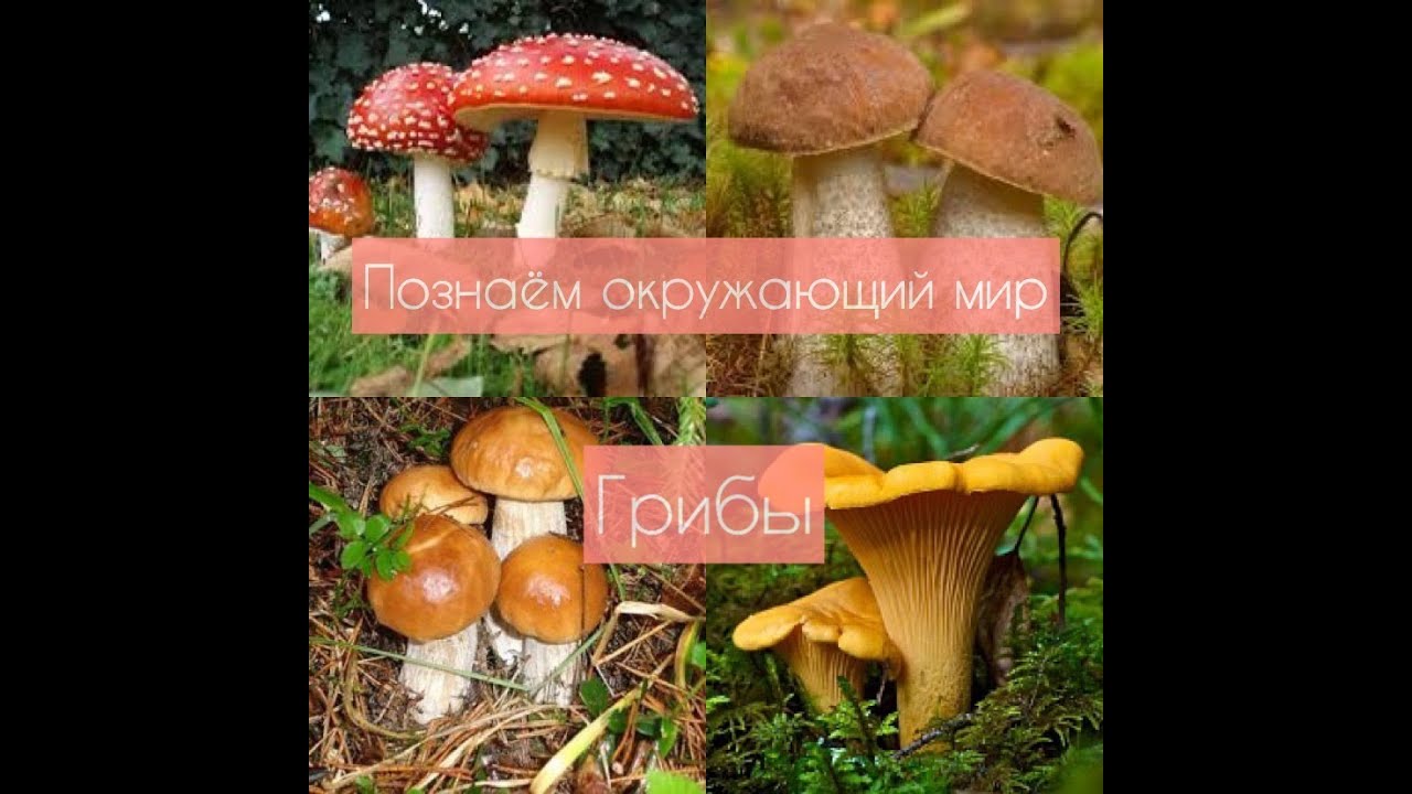 Грибы. Знакомство с окружающим миром