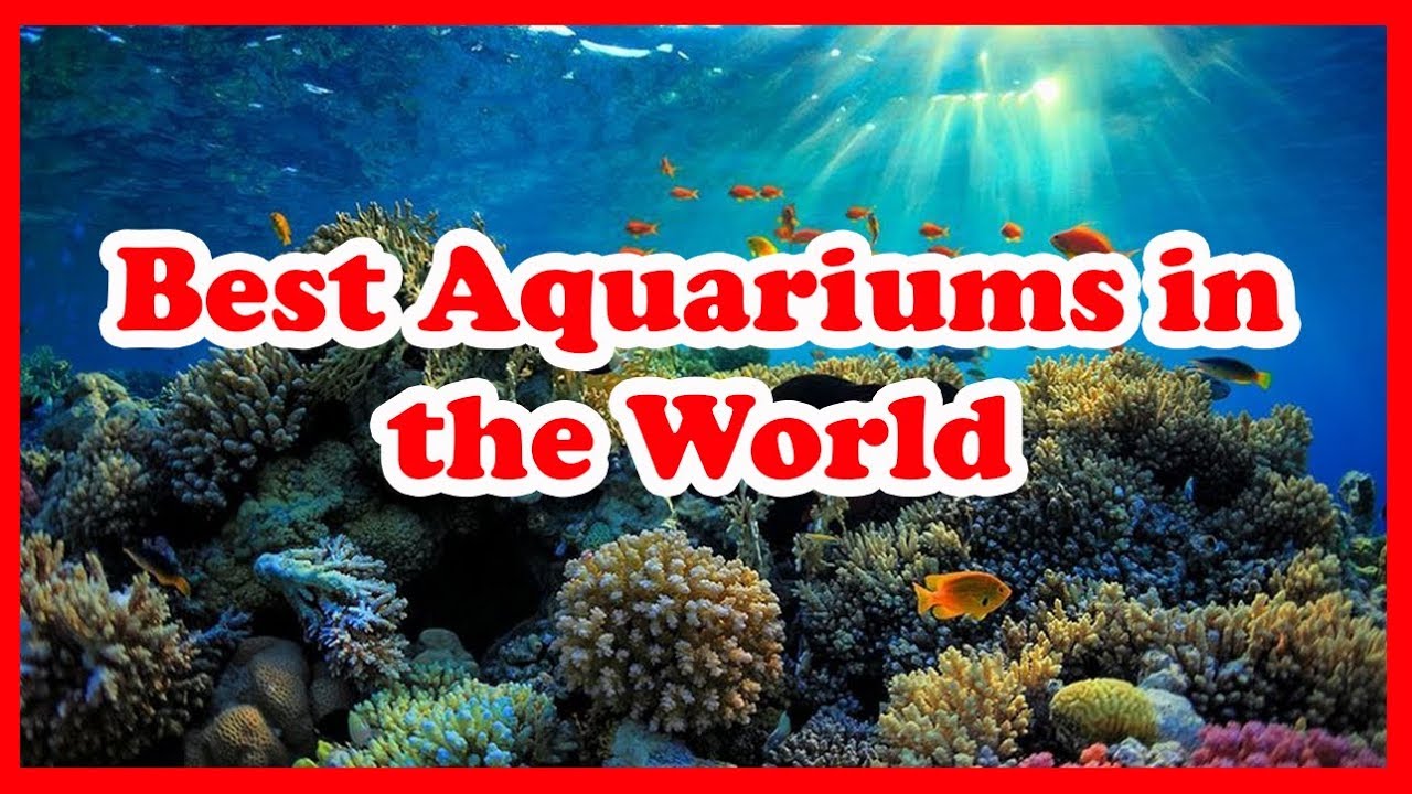 5 Best Aquariums in the World | Love is Vacation
