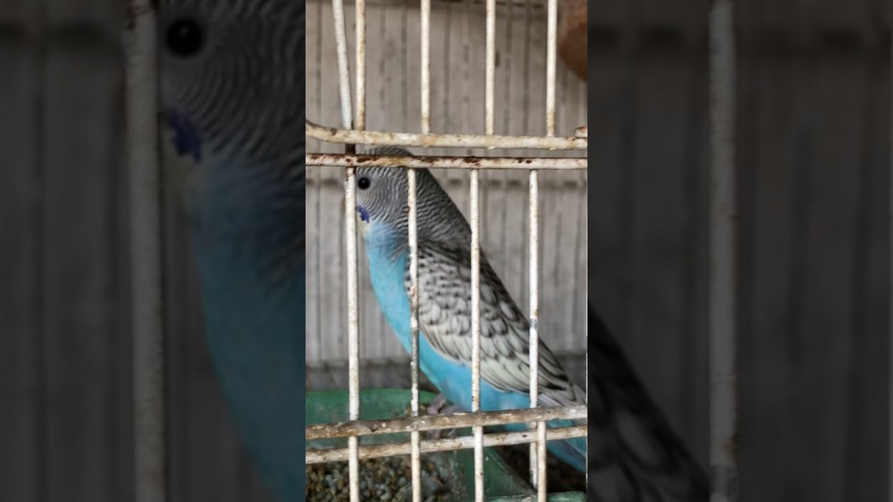 Budgies ka cute bacha #shorts #viralshorts #parrot