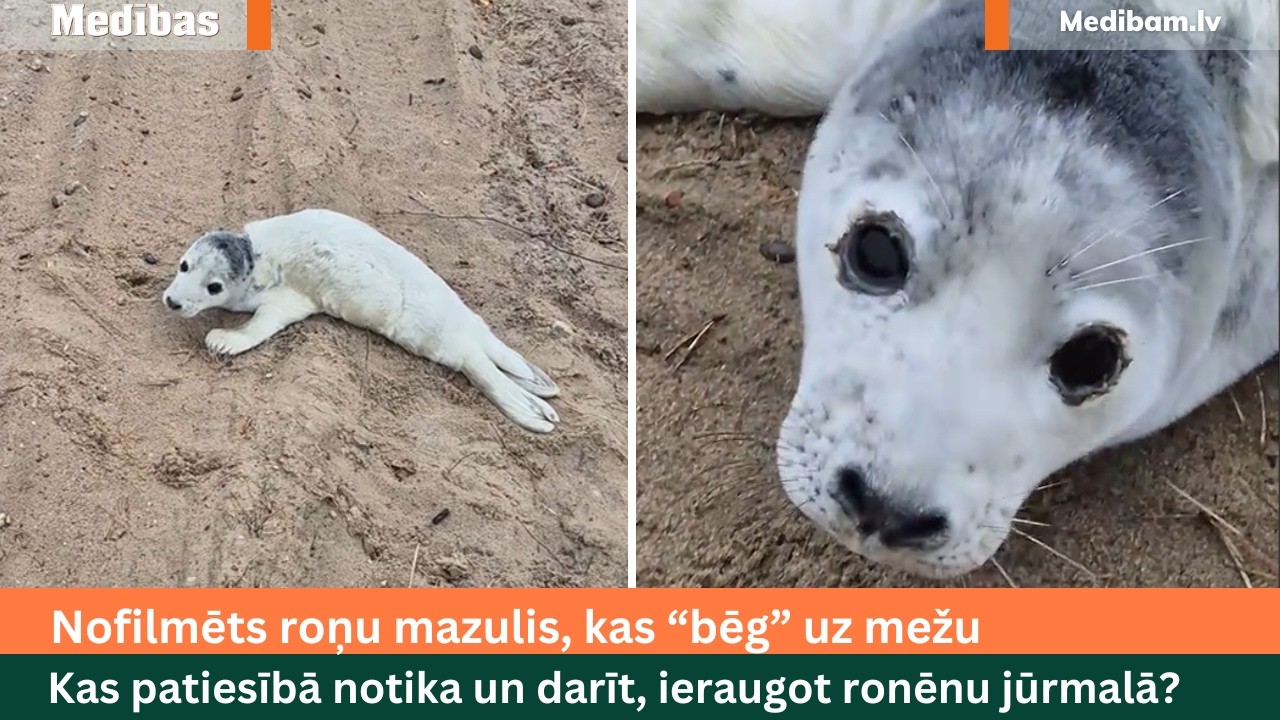 Sieviete dzen ronēnu mežā, domādama, ka to glābj! Ko darīt, ieraugot ronēnu jūrmalā