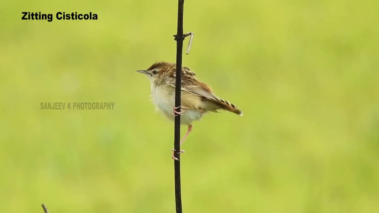 Zitting Cisticola || Belgaum ||  Nature Beauty