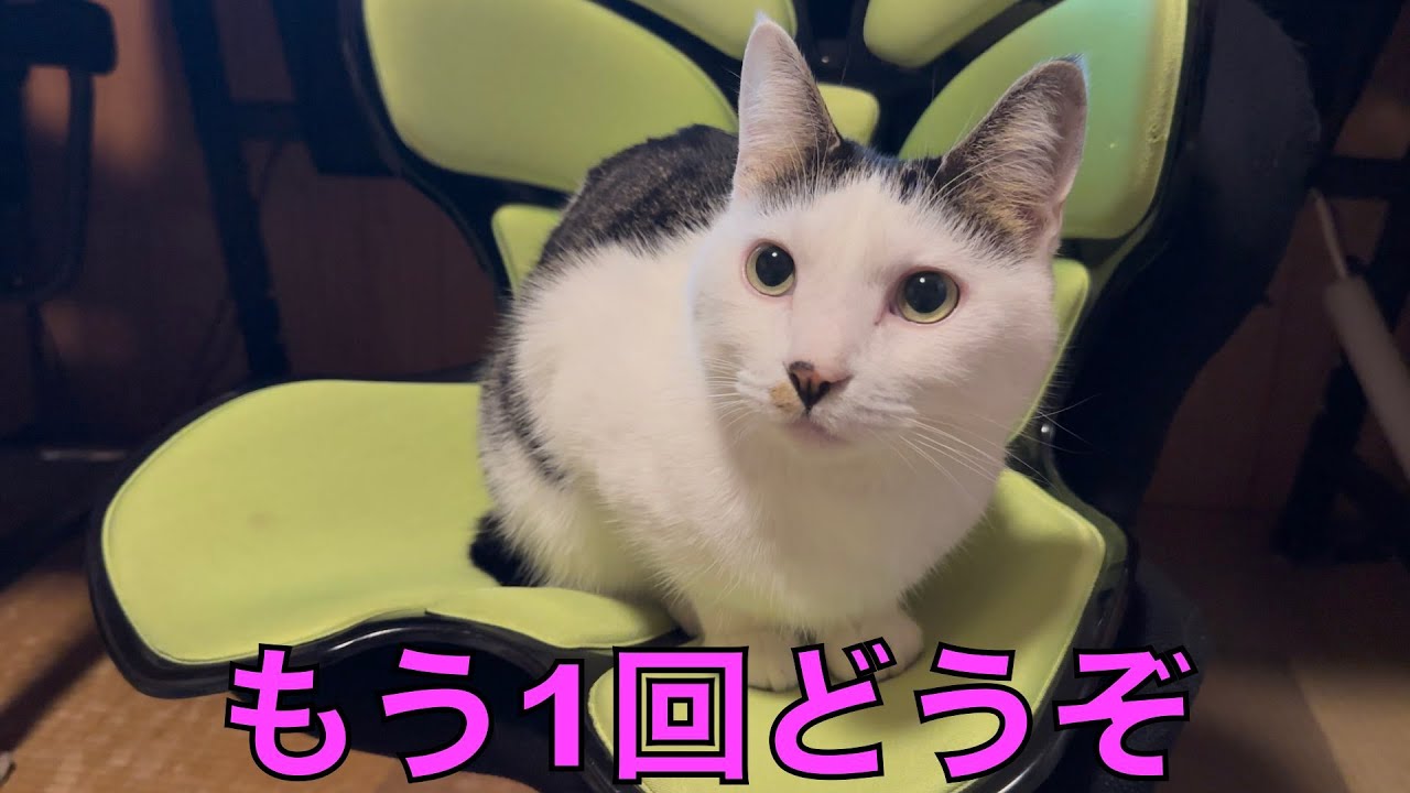 保護猫ナターシャの524日目：黒目ぱっちりチェック
