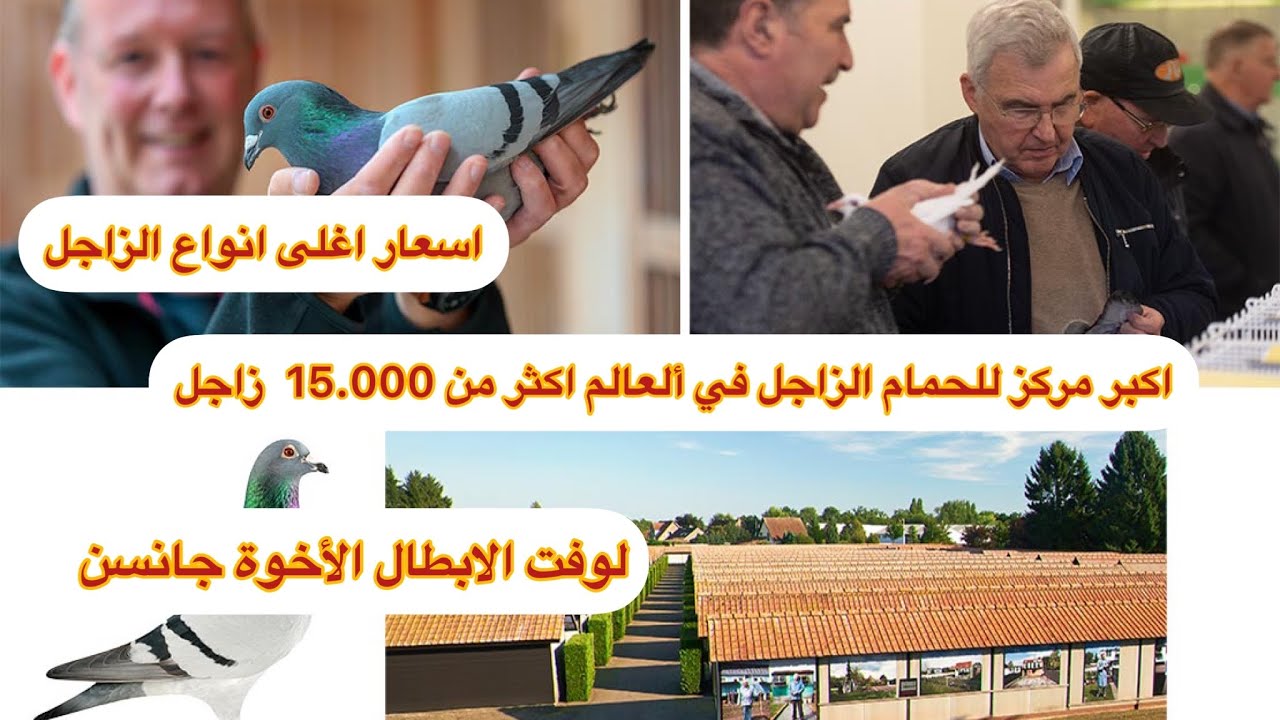 لوفت الاخوة جانسن في اكبر مركز للحمام الزاجل في ألعالم 😍 الجزء الاول Descheemaecker Pigeon Center