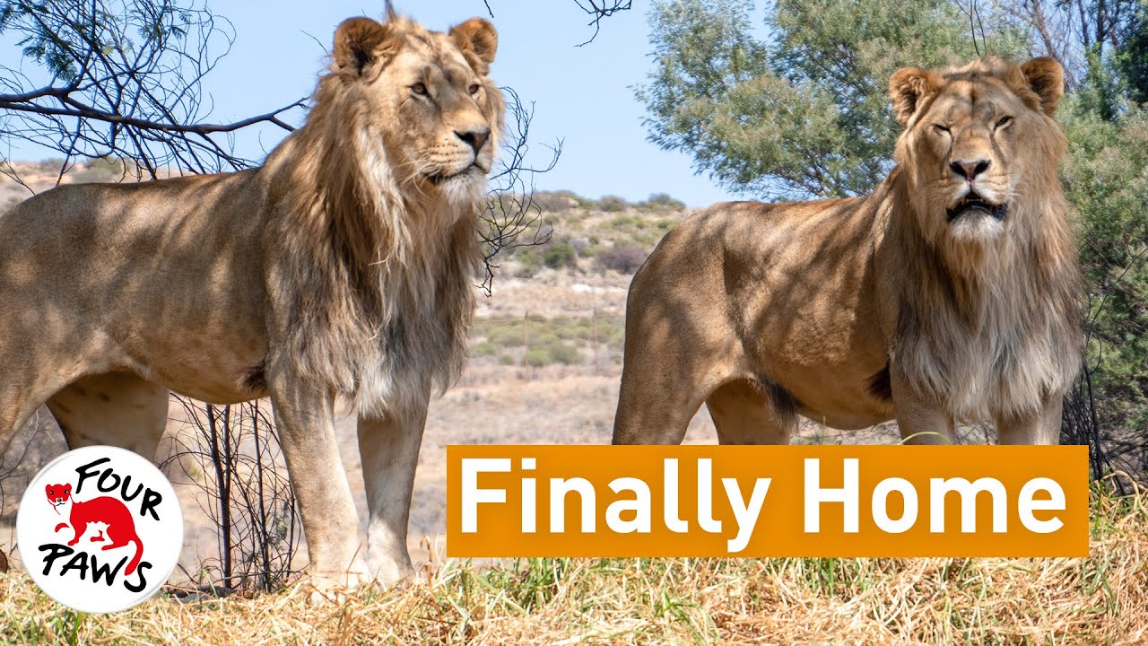 Finally Home  - The 5 Romanian Lions