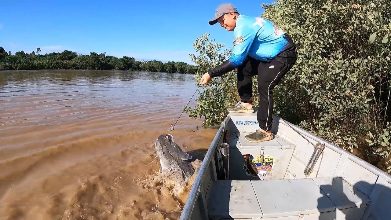 Pesca intensa!  capturamos bagres de 15 kilos y un Cajaro de 20 kilos.