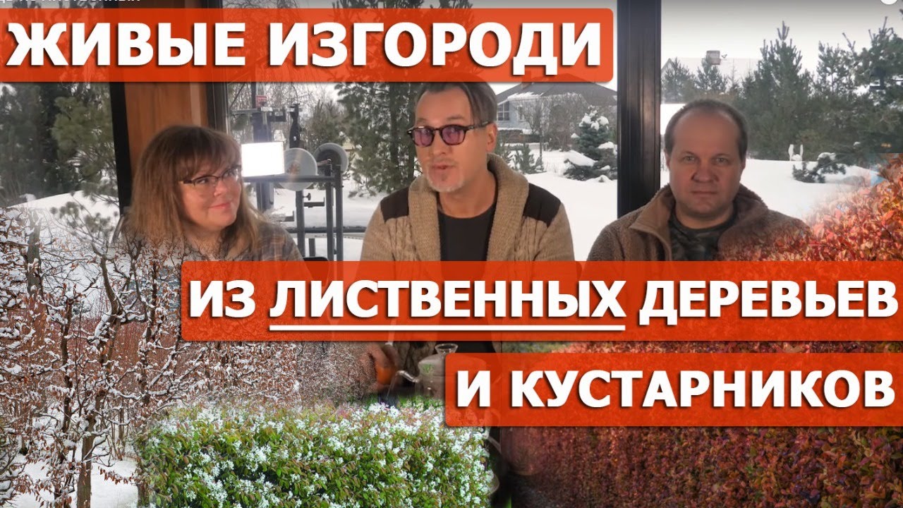 Дерен, боярышник, пузыреплодник, ирга в дизайне живых изгородей