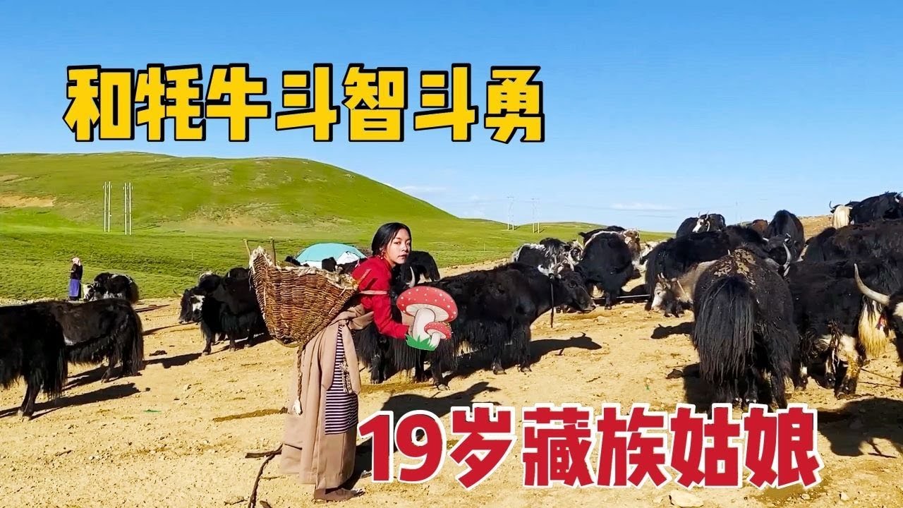 【那曲拉姆】29 藏族人有姓氏吗？在高原过放牧生活，赶牦牛群上山后还要做啥