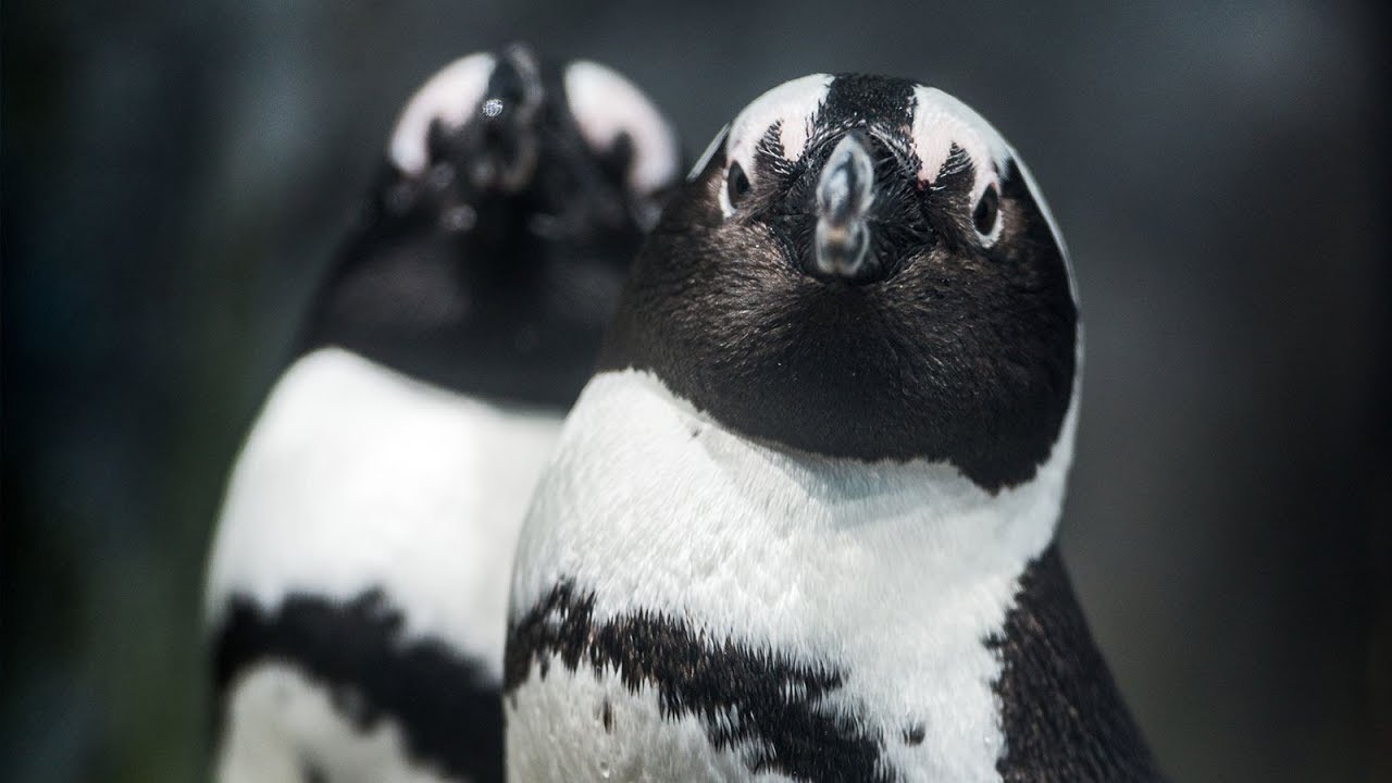 Live African Penguins - Monterey Bay Aquarium