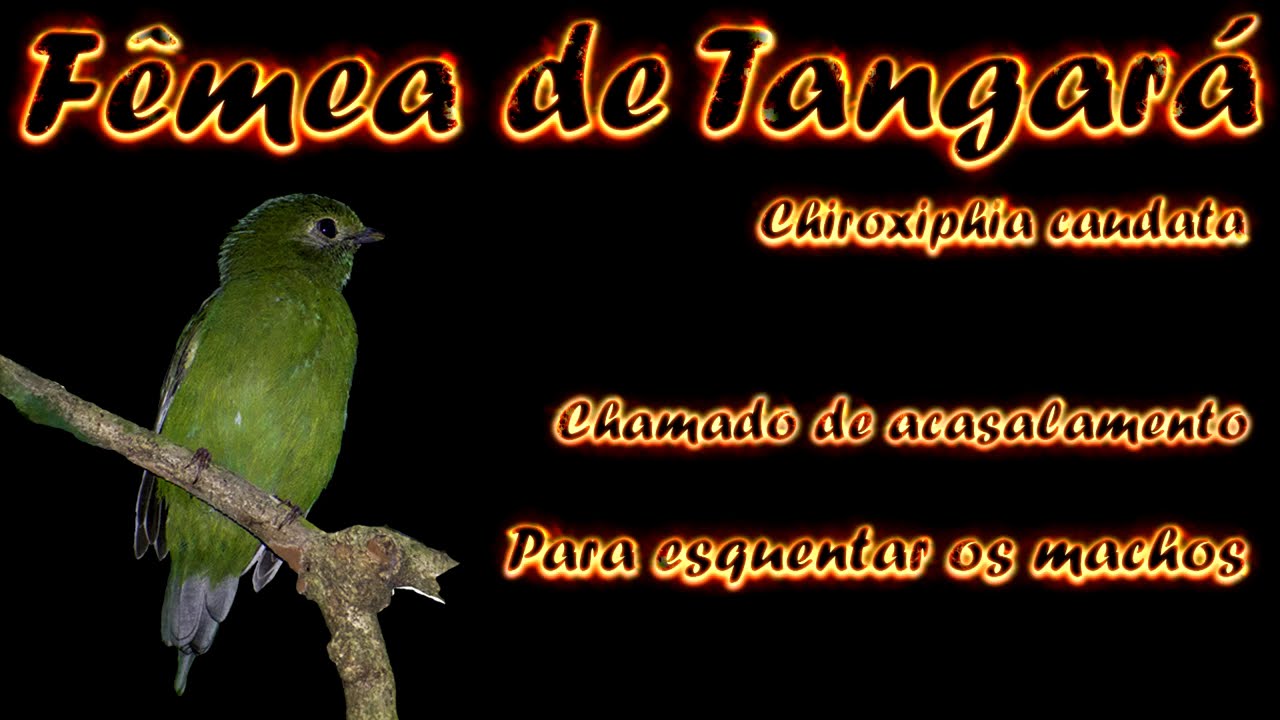 Fêmea de Tangará chamado de reprodução para esquentar os machos