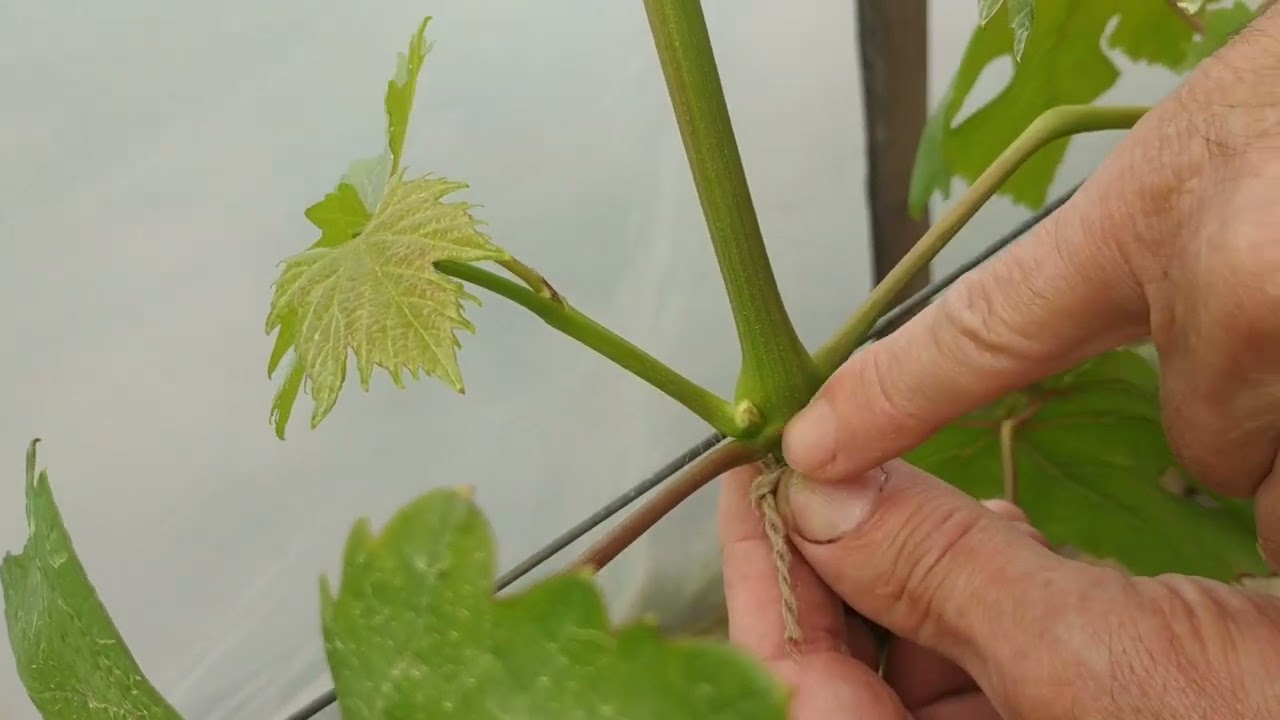 Fontos zöldmunka a szőlőben virágzás előtt