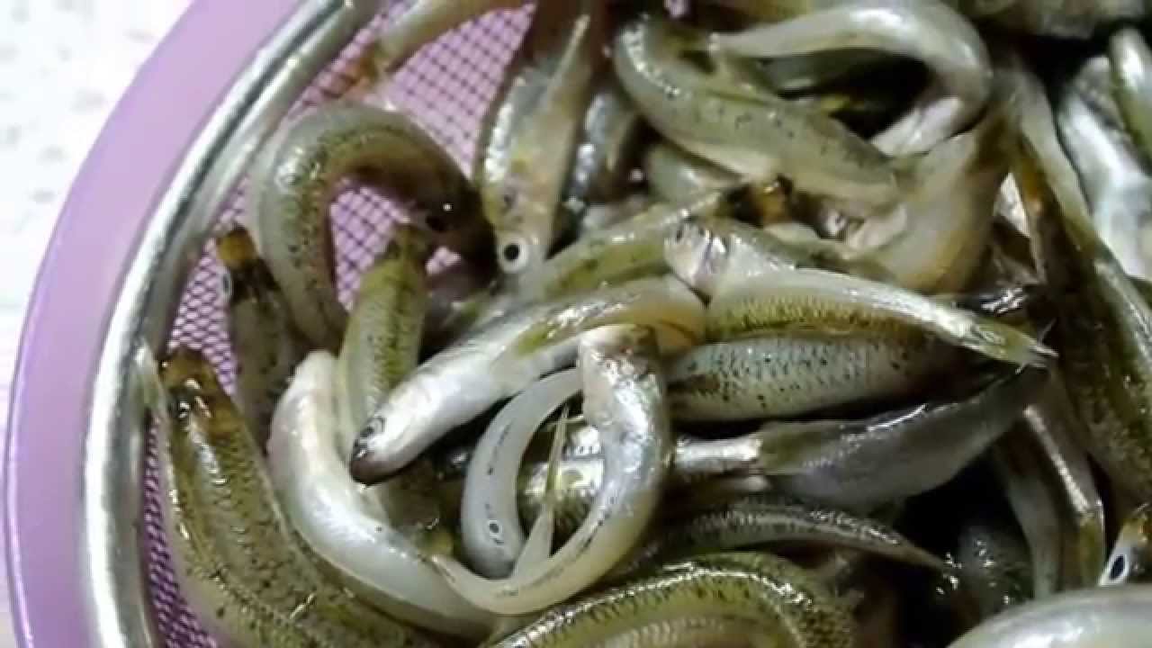 ГРЕЦИЯ ЧТО Я ДЕЛАЮ С САМОЙ МАЛЕНЬКОЙ РЫБКОЙ КАК ВКУСНО ПРИГОТОВИТЬ МАЛЕНЬКУЮ РЫБКУ