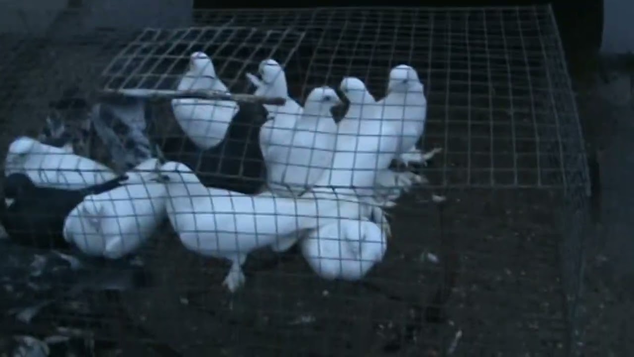 Ярмарка голубей г.Славянск-на-Кубани 19.01.2025г. 1часть