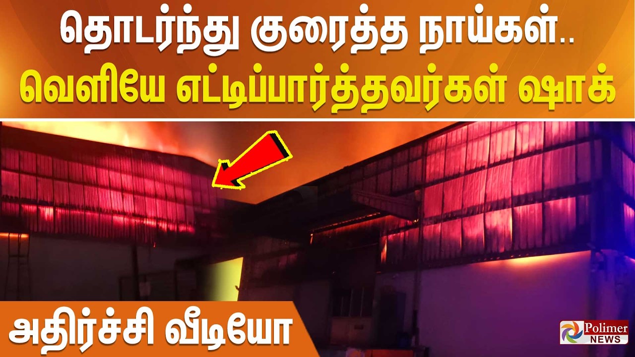 தொடர்ந்து குரைத்த நாய்கள் - வெளியே எட்டிப்பார்த்தவர்கள் ஷாக்.. அதிர்ச்சி வீடியோ..!