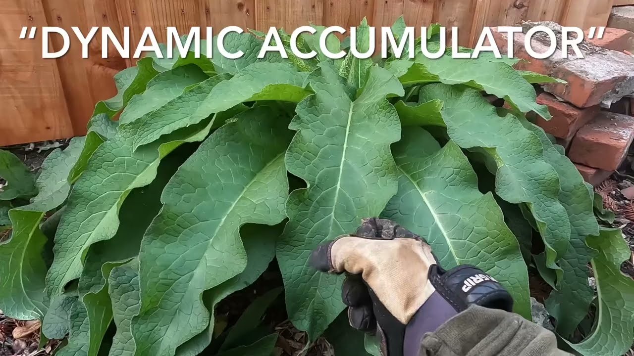 How To Make: Comfrey Tea Fertilizer